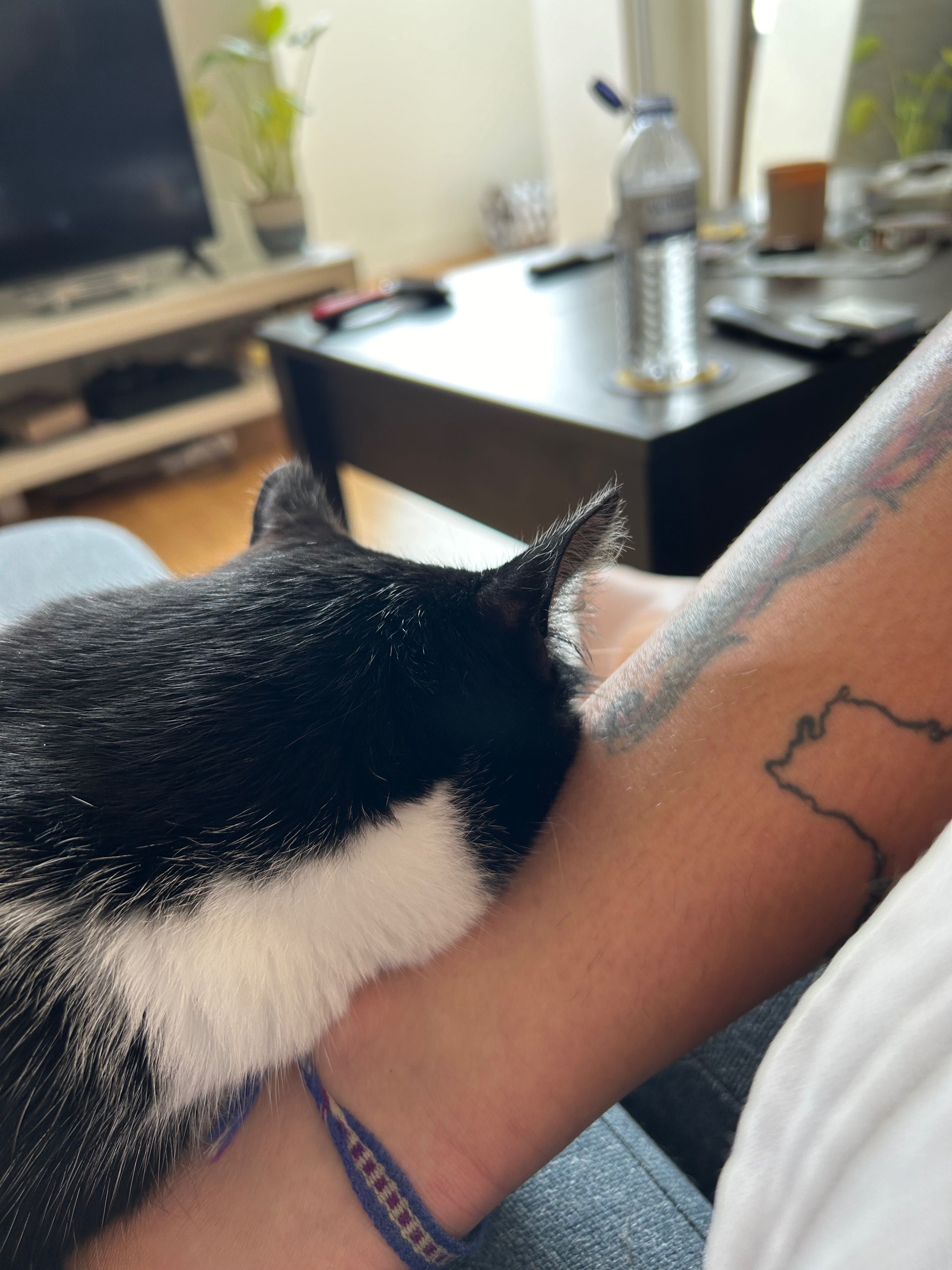 Pet sitting e walk/ baby sitting