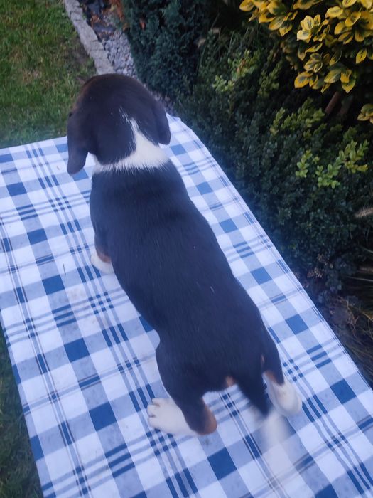 Beagle piesek szczeniak