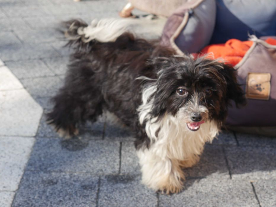 Maltipoo Urocza odchowana sunia