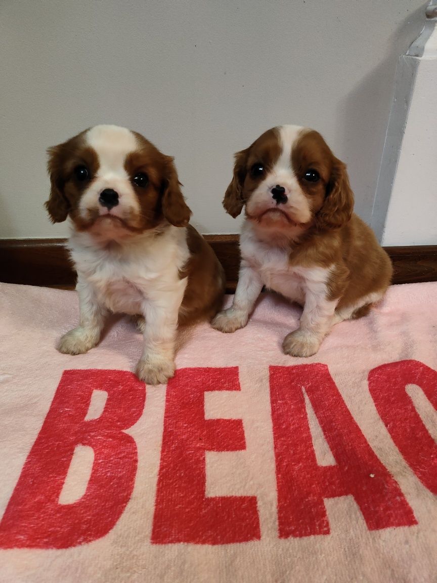 Cavalier King Charles Spaniel