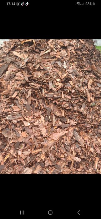 Kora Sosnowa ogrodowa