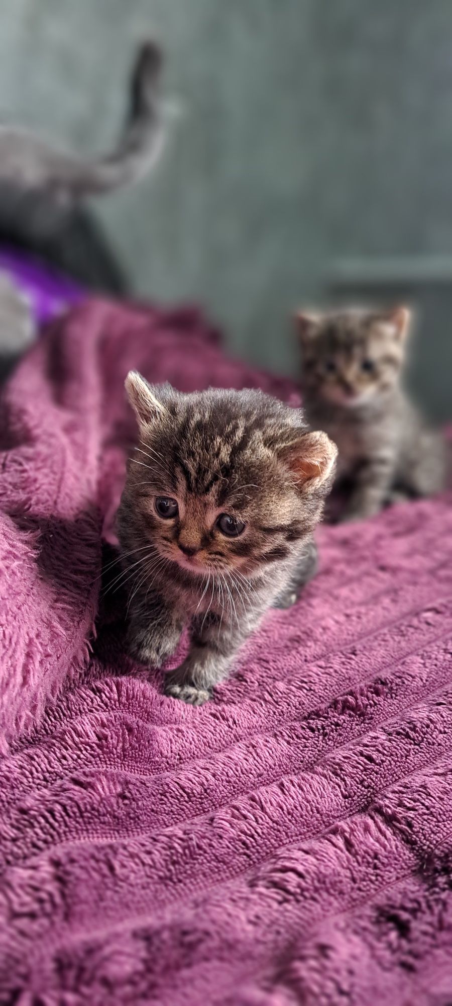 Шотландські кошенятка. Висловухий хлопчик