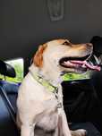 Labrador z rodowodem