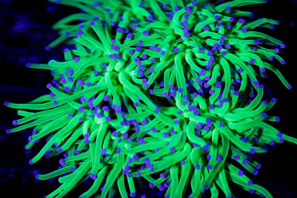 Euphyllia Glabrensces Toxic Green Fluo Głowa FLUOLAMPS.PL WYSYLKI