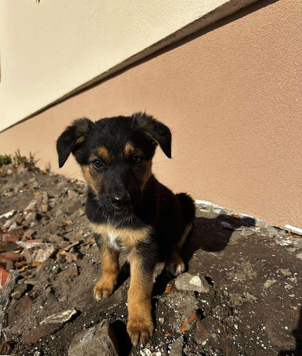 Цуценята в добрі руки метис вівчарки