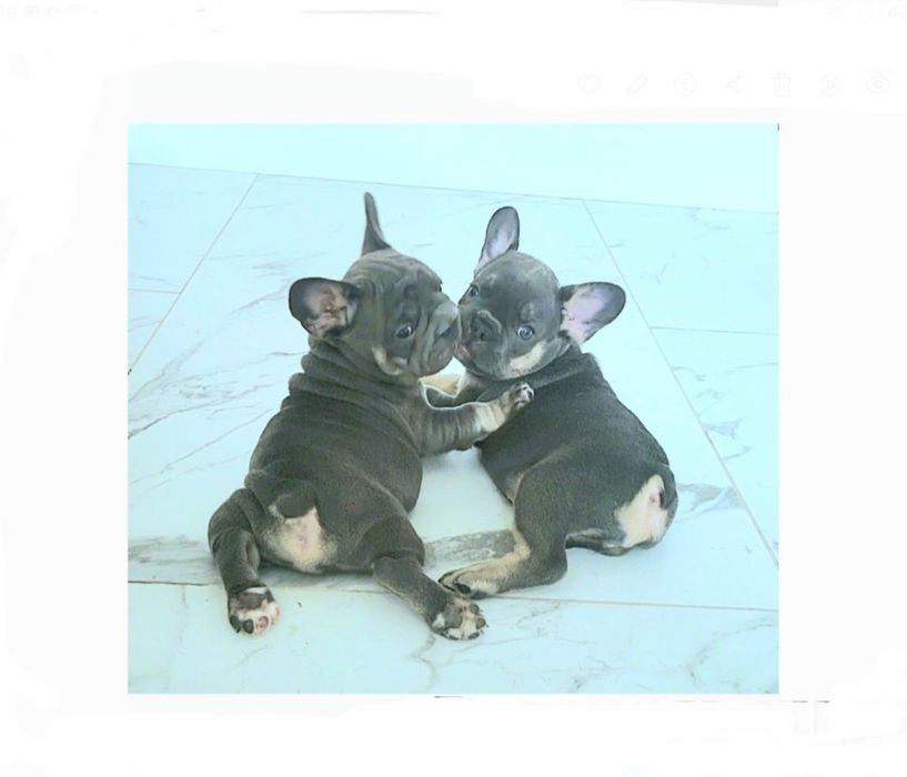 Французский бульдог топ_щенки!