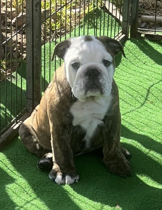 Bulldog Ingles  Femea c/ LOP
