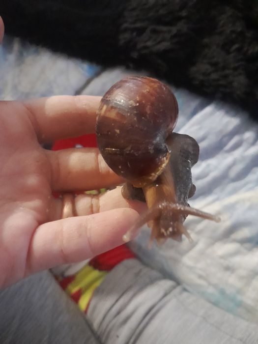 Ślimaki afrykańskie 6cm