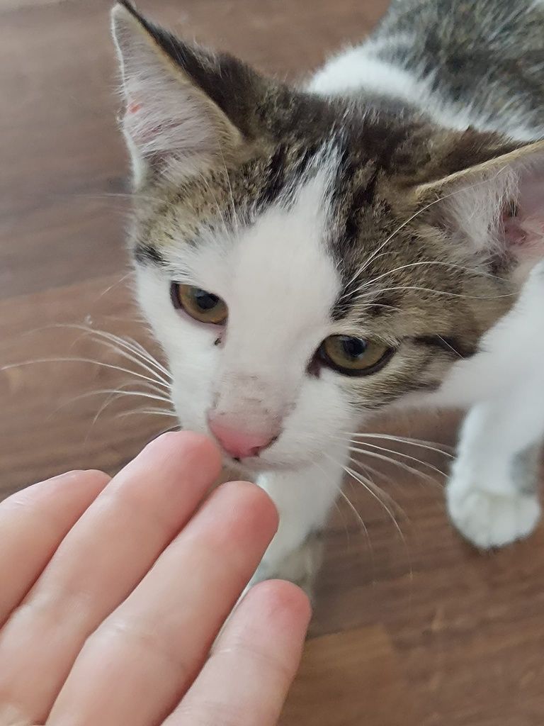 Котики ищут хозяина
