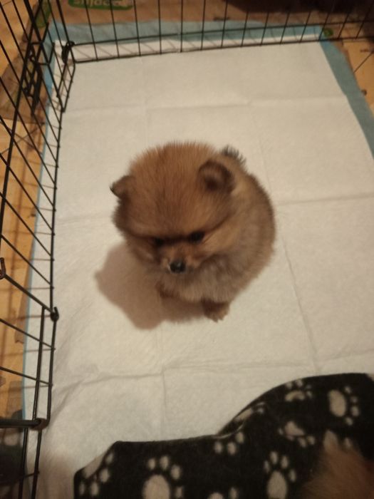 Szpic miniaturowy pomeranian
