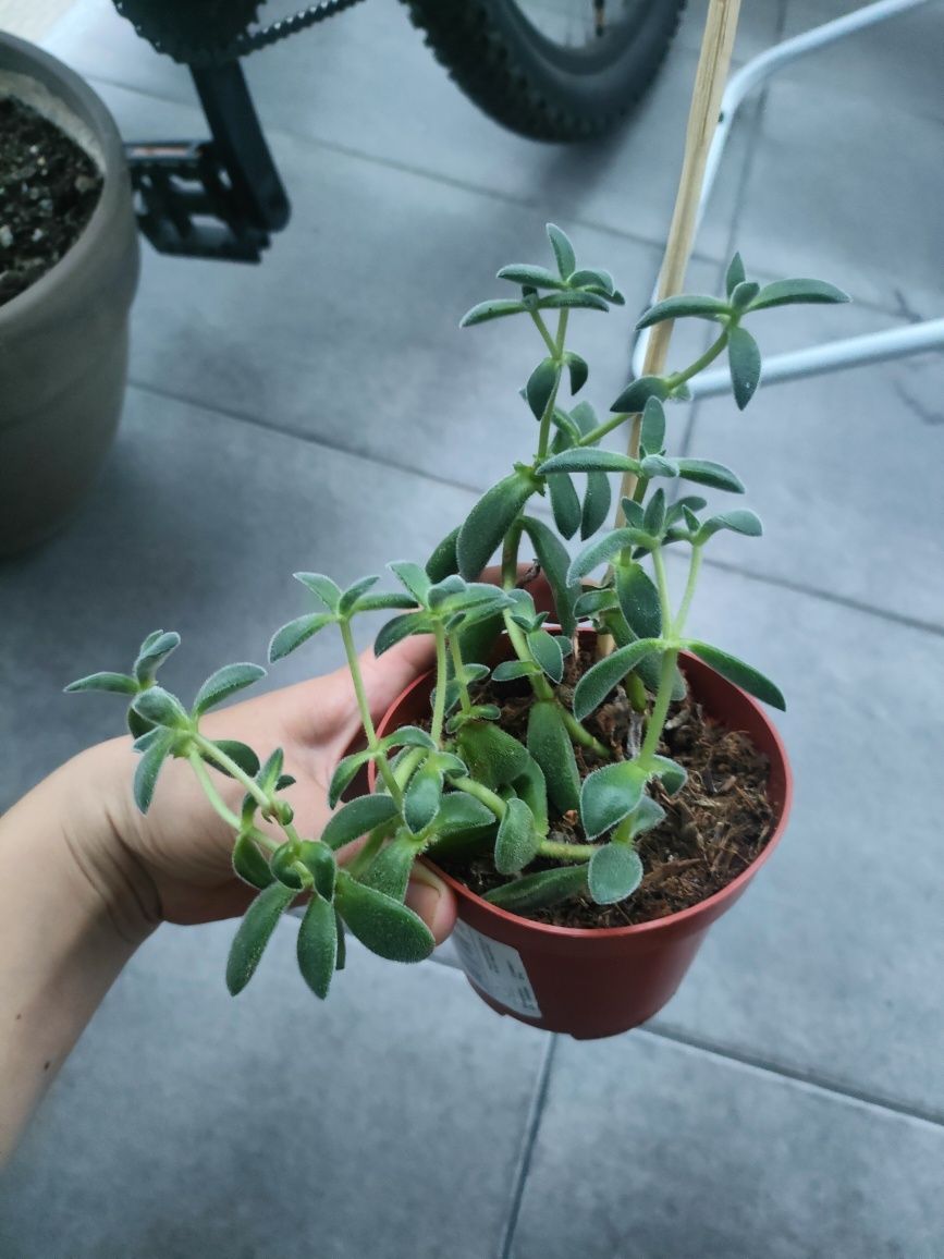 Crassula Tarantula Sukulent