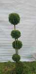 Bonsai tuja 160 cm PROMOCJA
