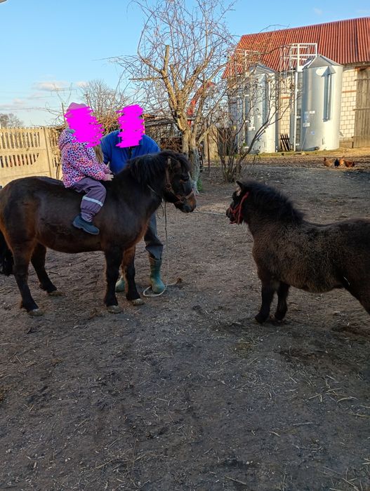 Sprzedam kucyka klacz