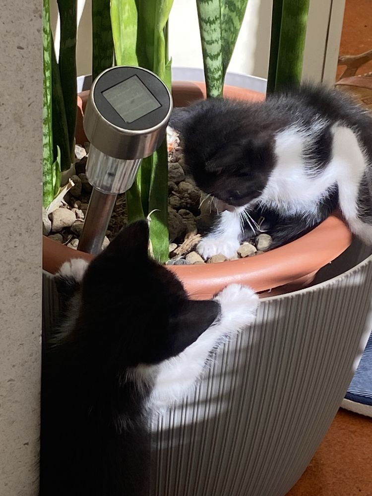 Gatinhos para adopcao responsavel
