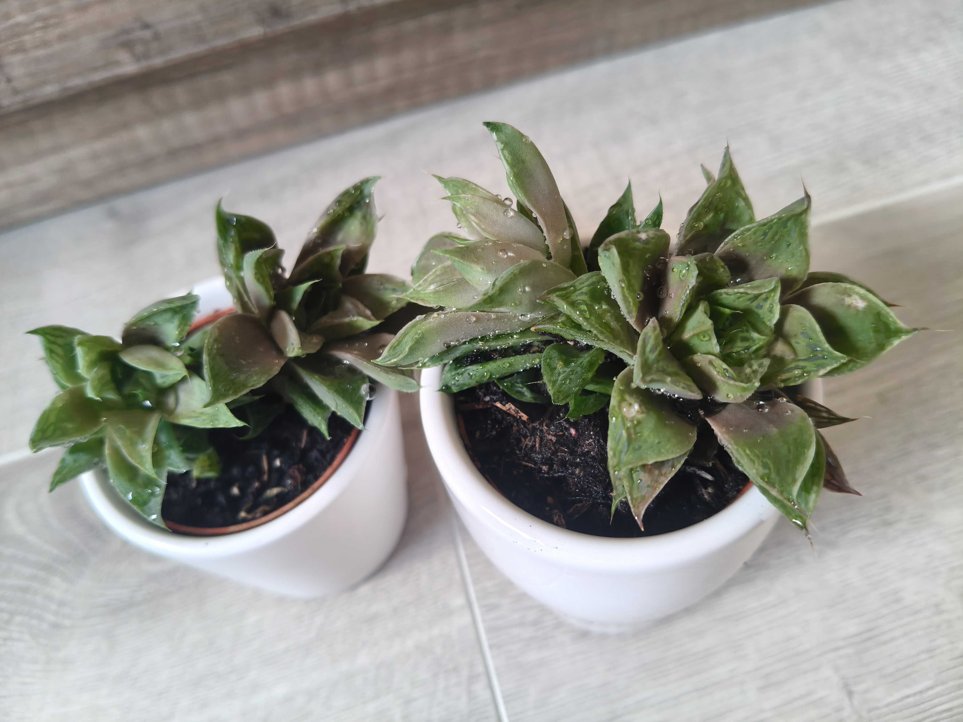 2 sukulenty w ceramicznych osłonkach