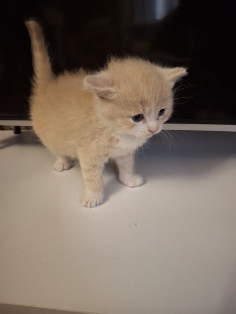 Котики породы турецкая ангора