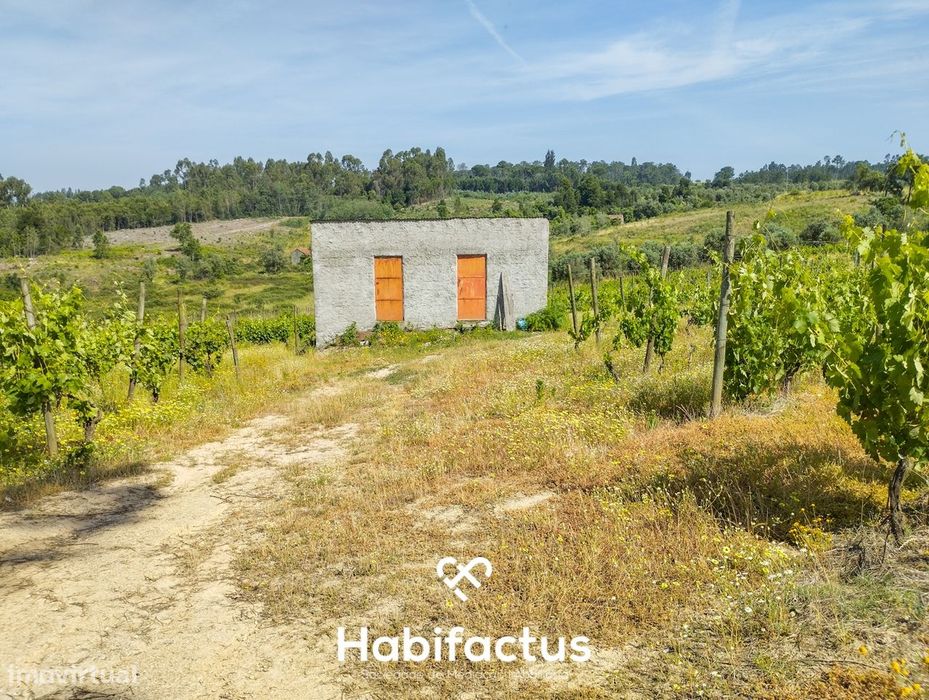 Oportunidade Única: Quinta Excepcional com Vinha de Castas Selecionada