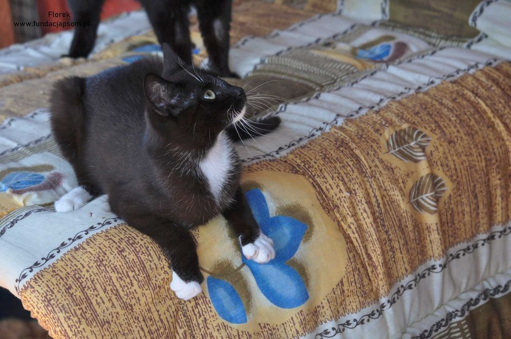 Florek - cudowny kociak szuka domku