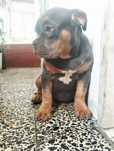 American bully femea  pocket