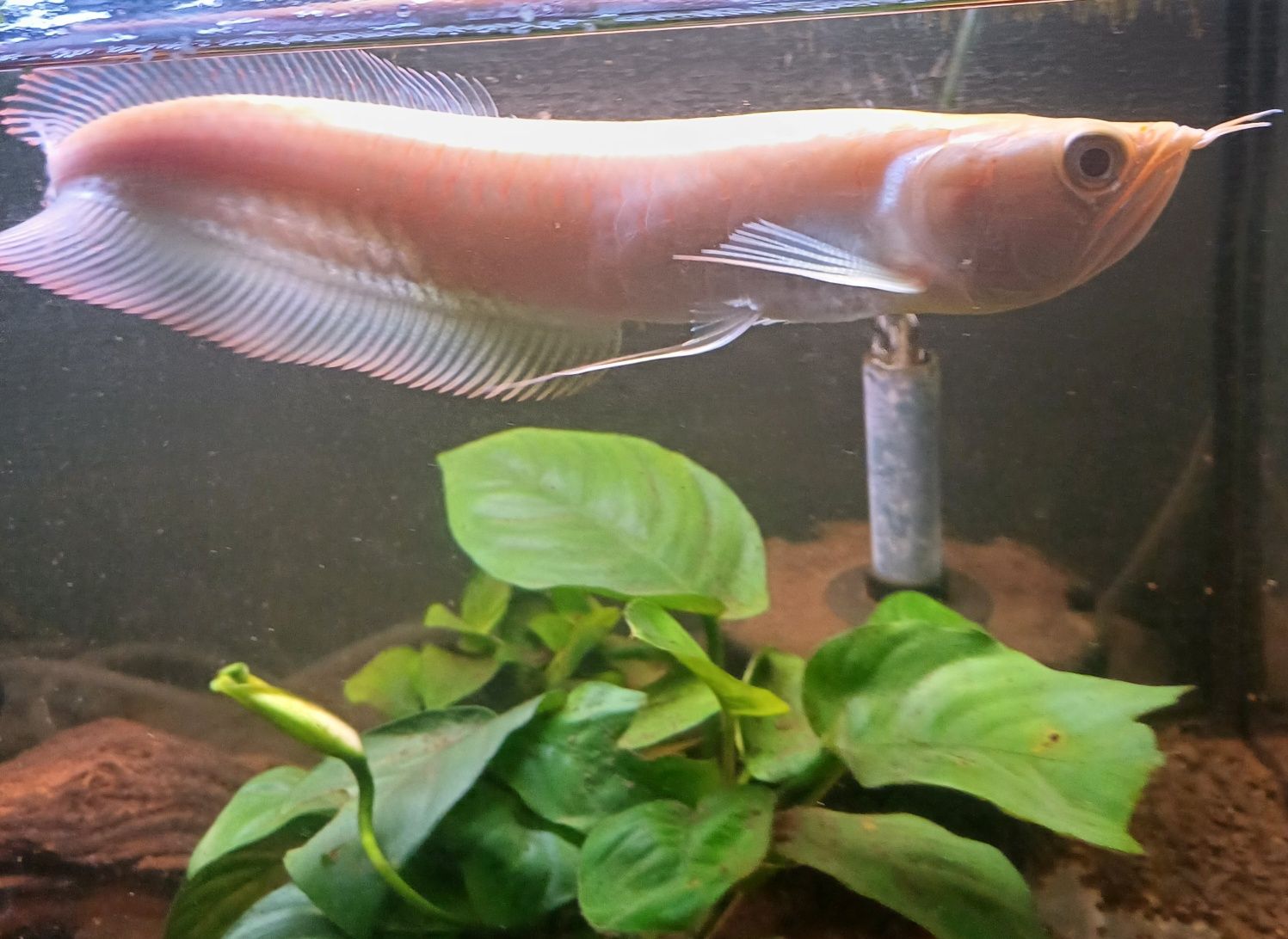 Arowana Albina – Peixe ornamental raro