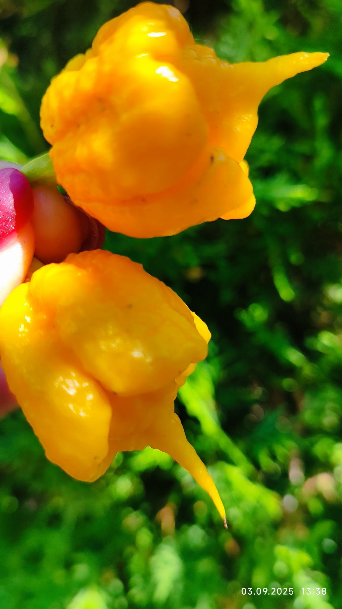 Соус Carolina Reaper концентрат.100мл.