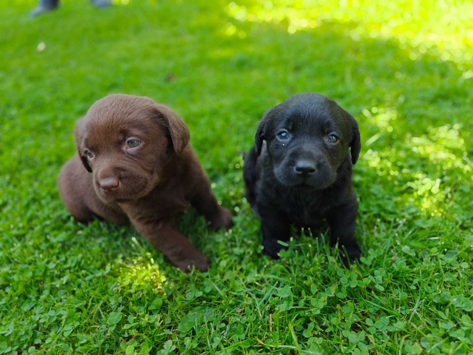 Labrador retriever fci zkwp czarne czekoladowe suczka pies