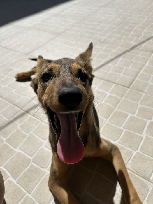 Filhote para adoção