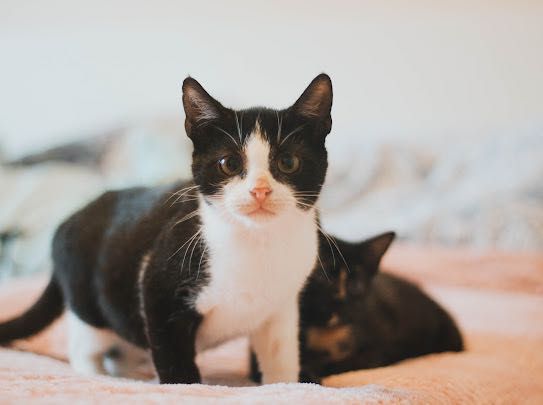 Śliczne kotki do adopcji