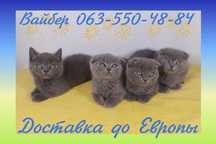 Котята Шотландской породы.