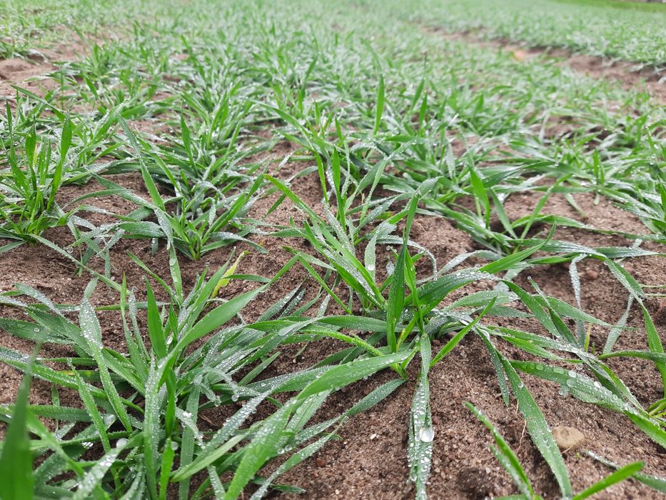 Pszenżyto ozime liborius, tadeus