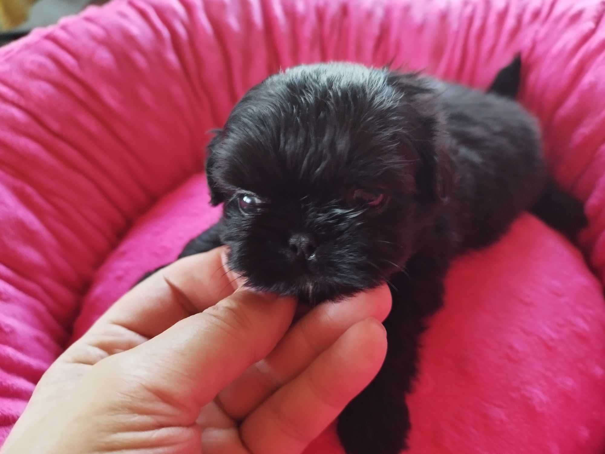 *** Shih Tzu Prześliczne Czarne Maluszki Wielkości Yorka ***