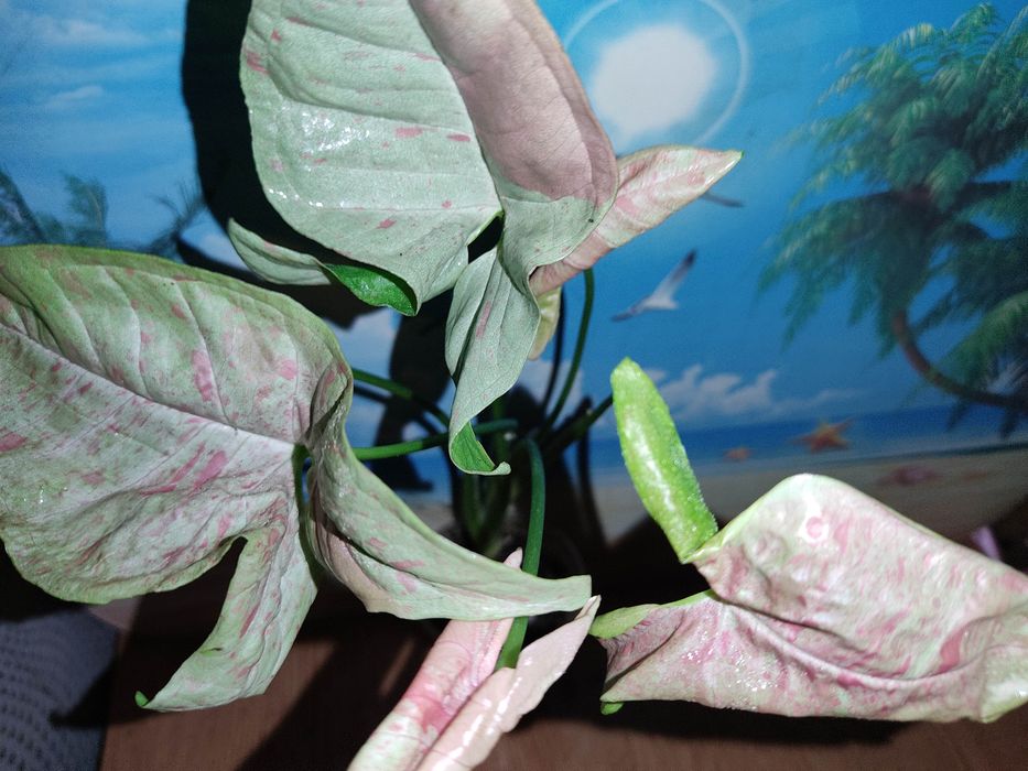 сингониумы  25 сортов, клубничный лед и др