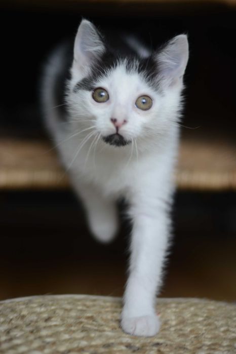 Pianka młoda koteczka szuka domu