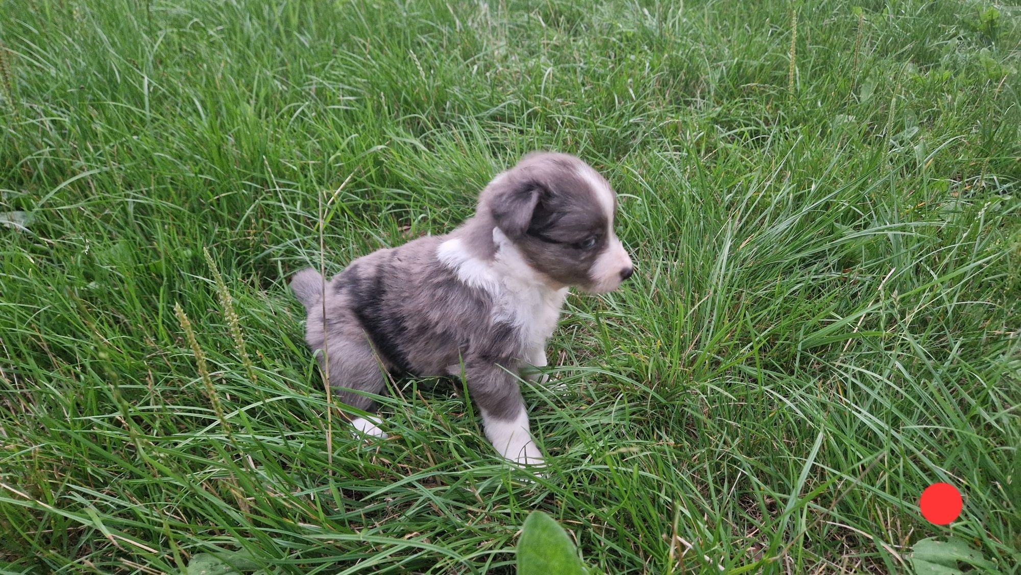 Border Collie pies piesek szczeniak