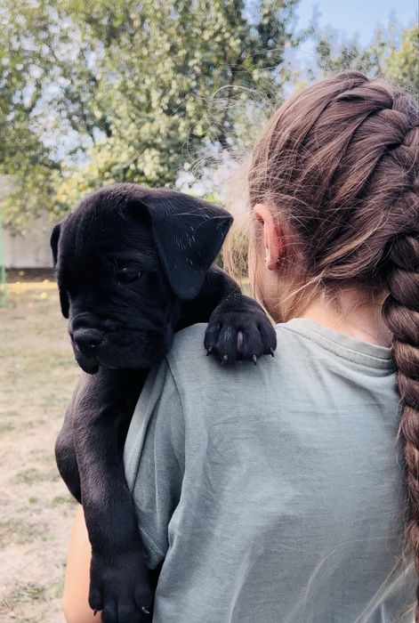 Кане Корсо. Вибір цуценят