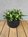 Sansevieria trifasciata Hahnii 7 roślin