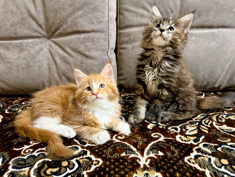 Мейн Кун дівчата є Документи WCF