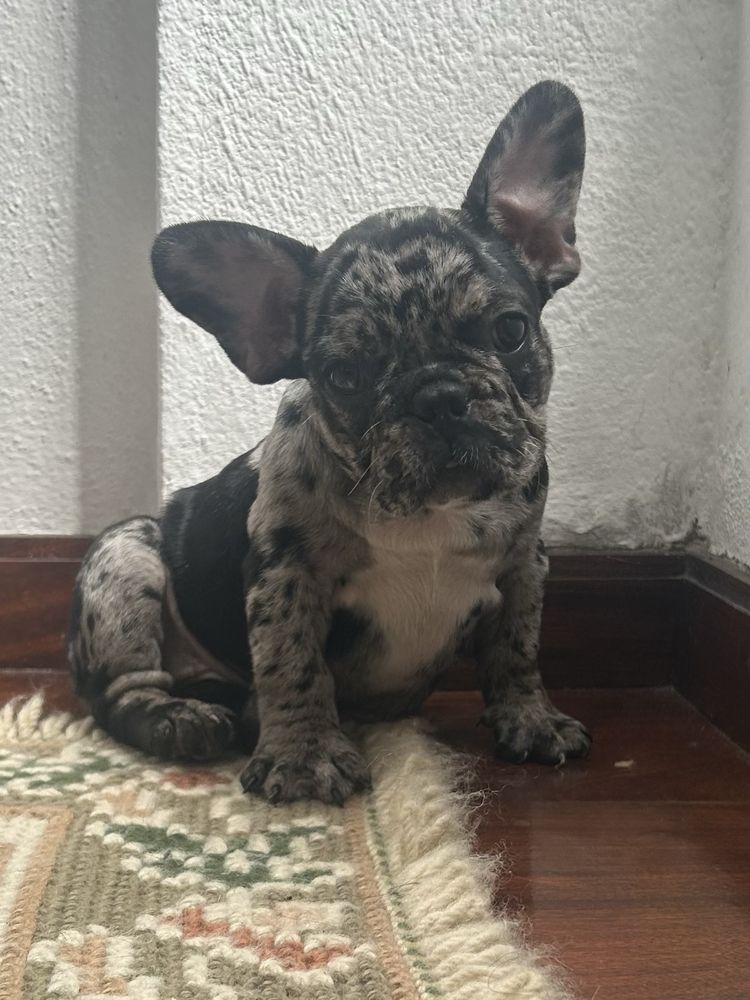Bulldog frances Menina