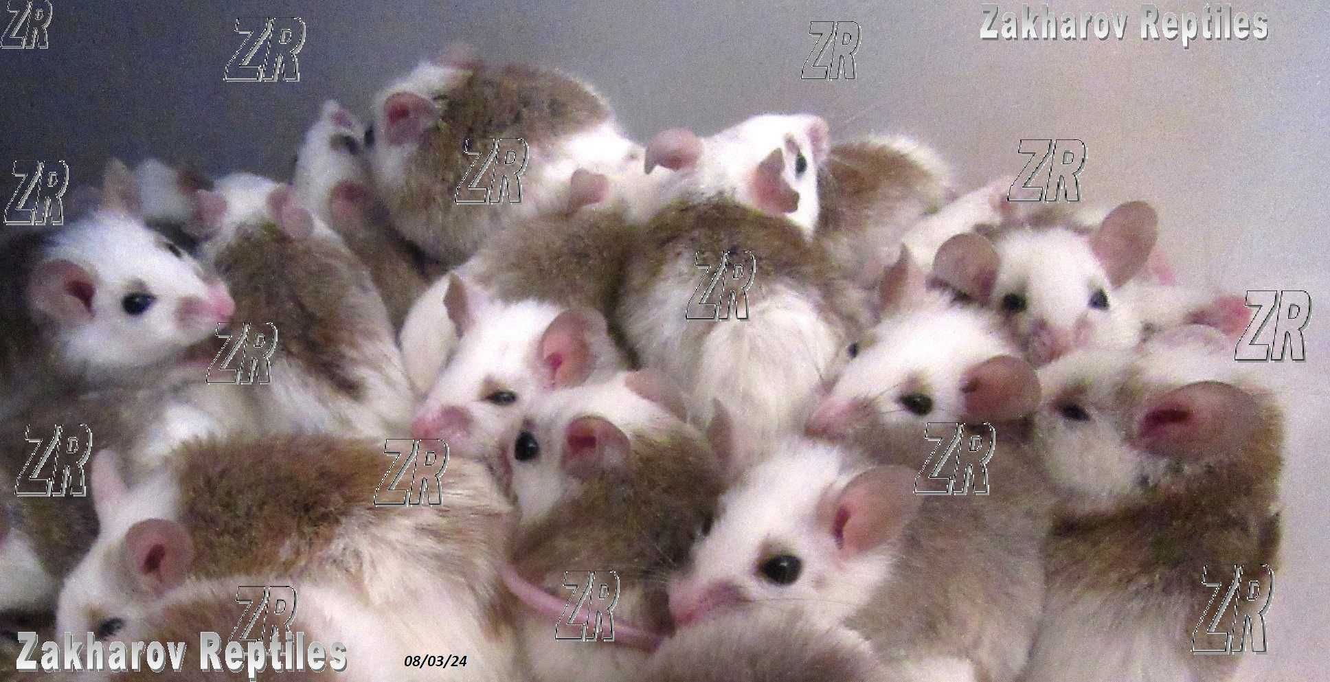 Кормовые крысята - Мастомисы. Киев, от 10 шт.
