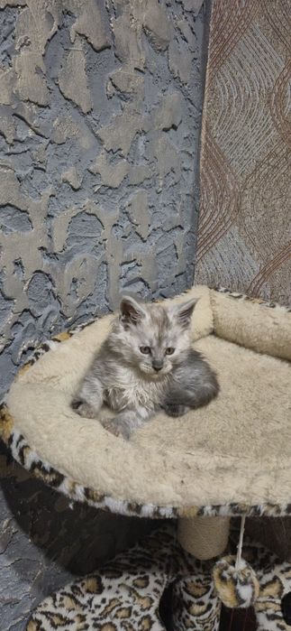 Хлопчики Мейн кун