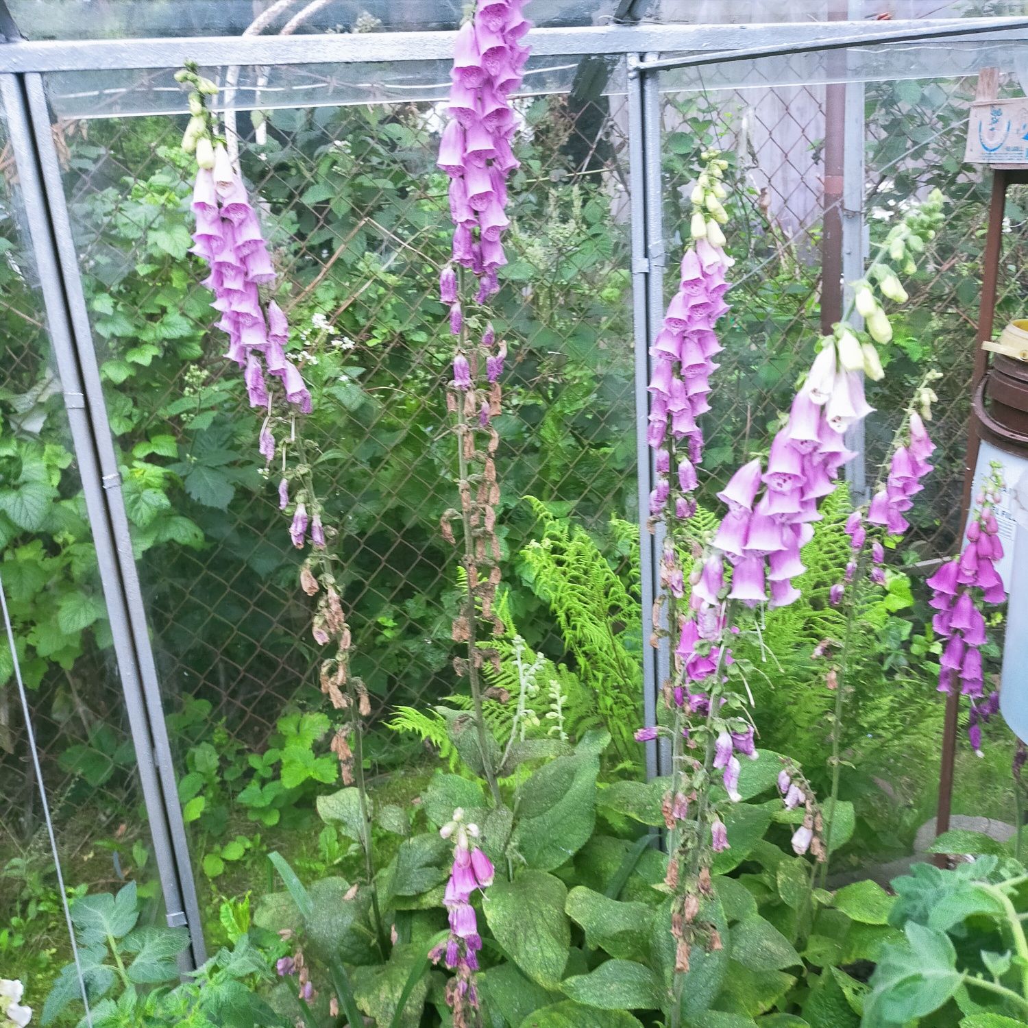 Do sprzedania kwiaty ogrodowe