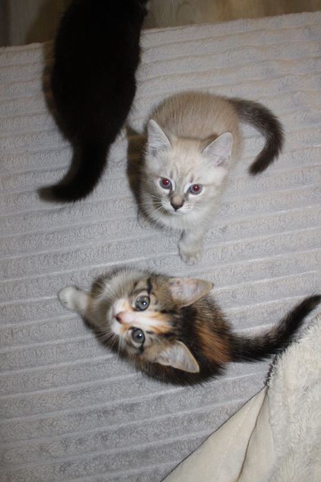 Ручні кошенята..