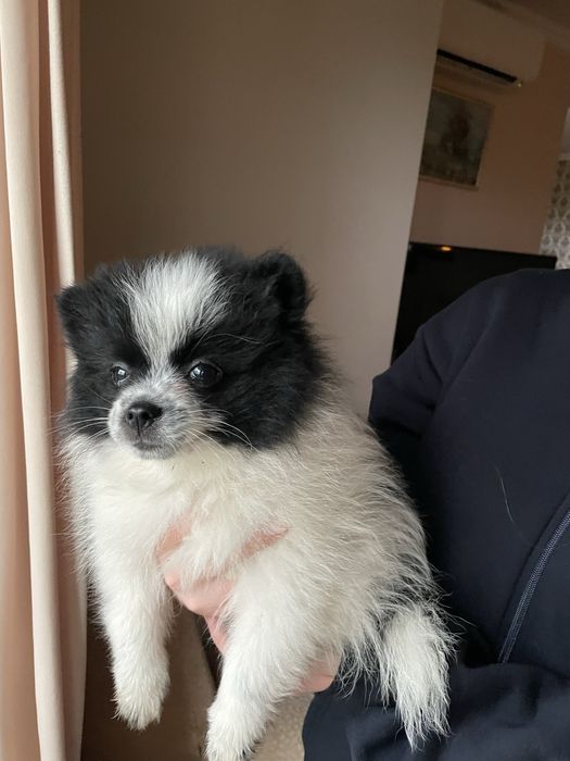 Szpic miniaturowy pomeranian chłopiec