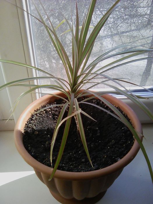 Продам цветок драцена