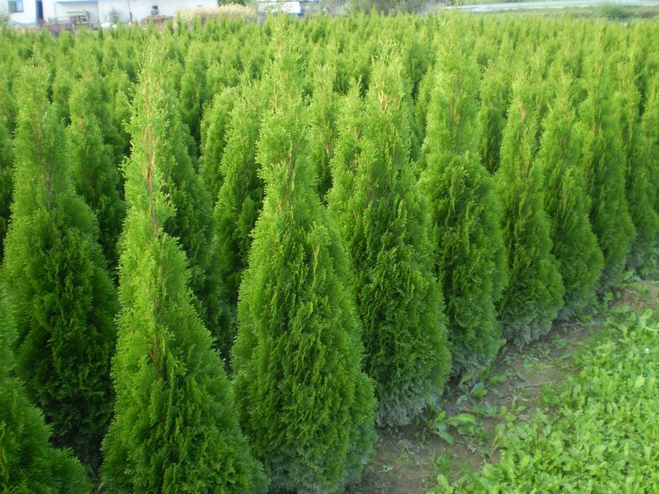 Tuja Szmaragd  150-200.Wyprzedaż.Dowóz