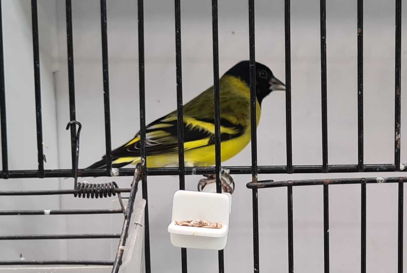 Cardinalitos / Magellanicas