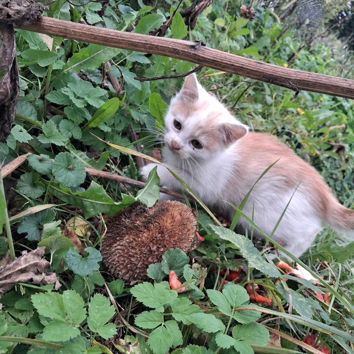 Dwie kotki szukają domu