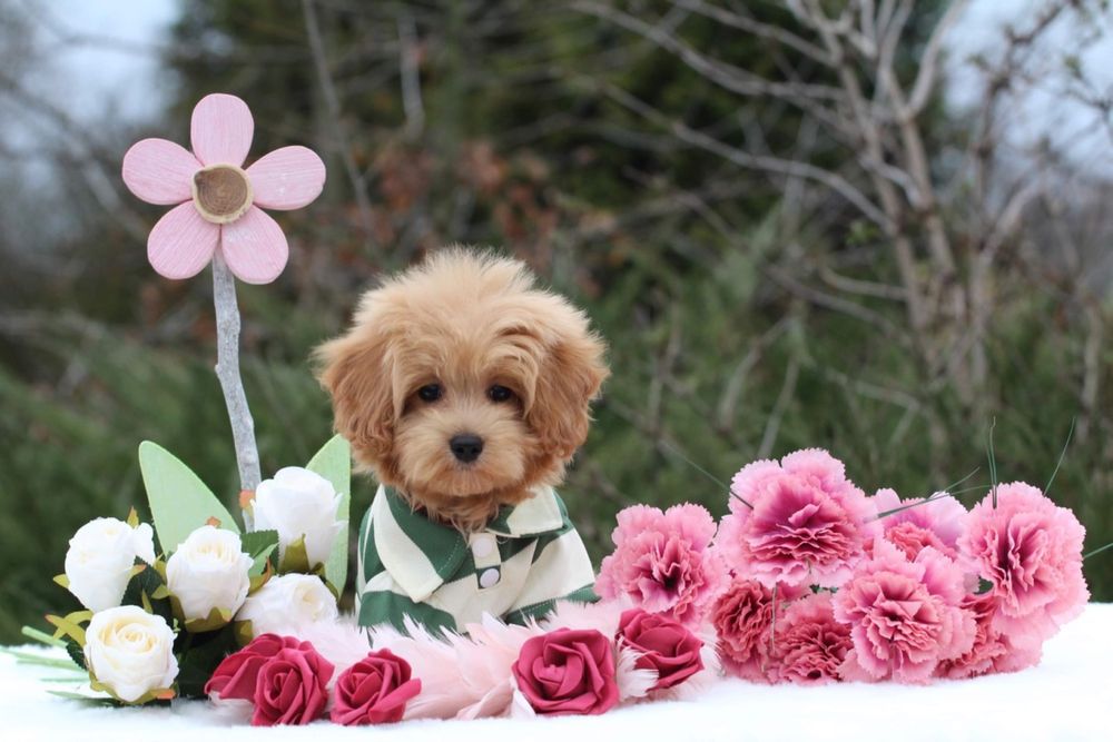 Maltipoo piesek gotowy do odbioru