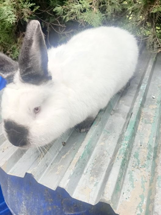 Samiec kalifornijski króliki