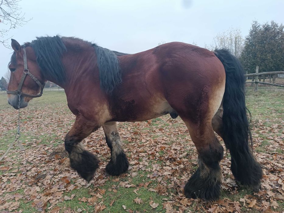 Zamienię ogiera zimnokrwistego